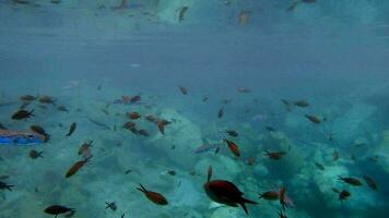 Puffer Fisch und Damselfish unter Wasser im Meer video