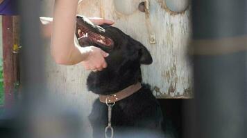 Girl playing with beautiful pedigreed dog in his yard. The love of a pet. Close up. video