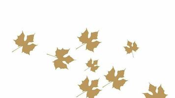 autumn leaves isolated on white video