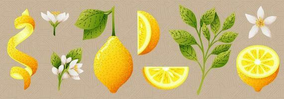 limones grupo, retorcido limon ánimo. diferente pelado rebanadas para refrescante limone jugo, texturizado girar. vector ilustración imagen