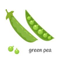 Green peas in a pod. Legume plant in a closed and open pod. Ingredient, an element for the design of food packaging, recipes, and menus. Isolated on white vector illustration in flat style.