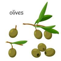 Green olive. Whole on a branch with leaves, pitted olives. Ingredient, an element for the design of food packaging, recipes, and menus. Isolated on white vector illustration in flat style.