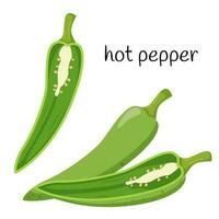 Green hot pepper. Whole, half in cross-section, cut. Ingredient, an element for the design of food packaging, recipes, and menus. Isolated on white vector illustration in flat style.