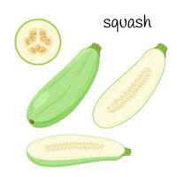 Zucchini is fresh. Squash whole, half with seeds and slice in cross section. Vegetable, ingredient, the element of packaging design for food, recipes. Isolated on white vector illustration. flat style