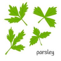 Parsley leaves, greens for salad. Ingredient, an element for the design of food packaging, recipes, and menus. Isolated on a white background vector illustration in a flat style.