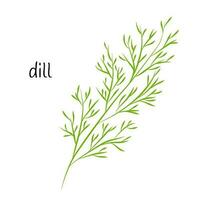 A sprig of dill, greens for salad. Ingredient, an element for the design of food packaging, recipes, and menus. Isolated on a white background vector illustration in a flat style.