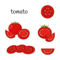 Ripe tomato. Whole, slices, quarter and half in cross section. Vegetable, ingredient, food packaging design element, recipes, menu. Isolated on a white background vector illustration in a flat style.