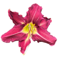 Red Volunteer Daylily Plant png