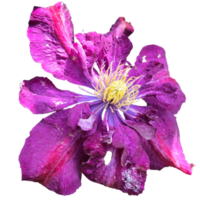 Clematis viticella Plant png