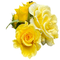 Yellow Rosa Sunsprite Plant png