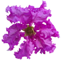 Lagerstroemia speciosa plant png
