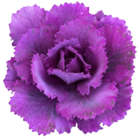 violet chou frisé plante png