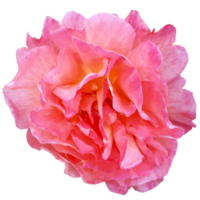 Rosa Peace Plant png