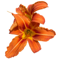 Orange lis du jour plante png