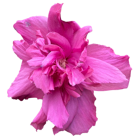 Hibiscus syriacus Red Plant png