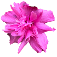 hibiscus syriacus rouge plante png