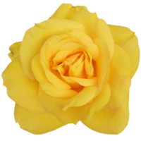 Beautiful Rose Blooms With Yellow Petals png