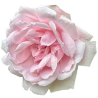 Beautiful Cluster of Soft Pink Garden Roses png