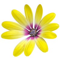 Blue Eyed African Daisy png