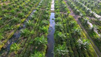 Aerial view move over the young oil palm tree grow with pineapples fruit video