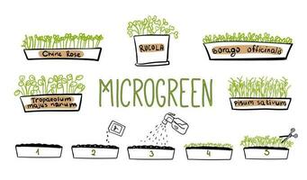 Microgreen doodle illustration. Vector. Growth of microgreens. Can be used for educational materials, gardening guides, or culinary resources to showcase the growth vector