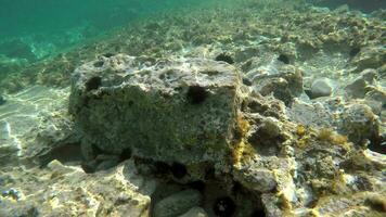 submarino de un cubierto de musgo mar con erizo de mar, erizo de mar y pilluelo en natural ecosistema video