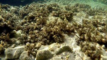 Underwater of a Mossy Sea With Microscopic Animals Planktons and Small Fishes in Natural Ecosystem video