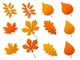 Autumn leaves collection isolated on white vector