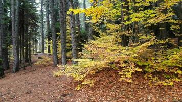 filmische geel droog bladeren in natuurlijk herfst Woud video