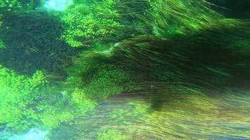 Seaweed and Underwater Plants in Green Leafy Seagrass Meadows video