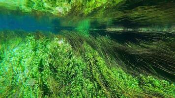 algas marinhas e embaixo da agua plantas dentro verde frondoso algas marinhas prados video