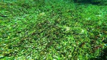 Seetang und unter Wasser Pflanzen im Grün belaubt Seegras Wiesen video