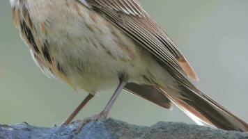 poco uccello con leggero Marrone e grigio strisce modello video