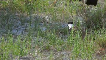 Parents And Baby Chicks in The Lapwing Birds Family video