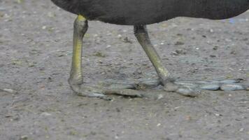 grande com pés Preto eurasian galeirão aves aquáticas caminhando em terra video