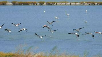 kudde van wild flamingo vogelstand vliegend in een wetland meer in een echt natuurlijk leefgebied video