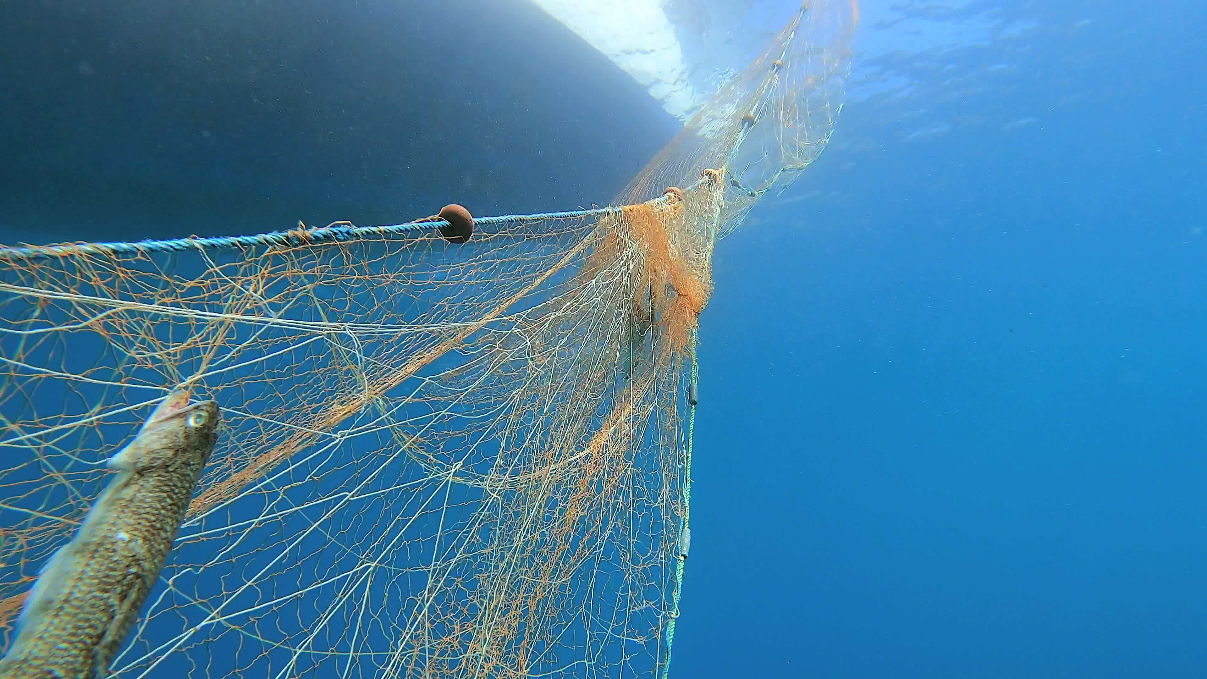 Caught Fish in Net Hanging From Boat Under Sea 26569151 Stock