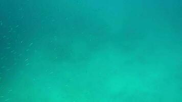 A Group of Small, Thin and Long Crowded Fish Herd Shoal in Underwater Sea video