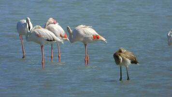 wild flamingo vogelstand in een wetland meer in een echt natuurlijk leefgebied video