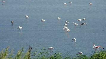 salvaje flamenco aves en un humedal lago en un real natural habitat video