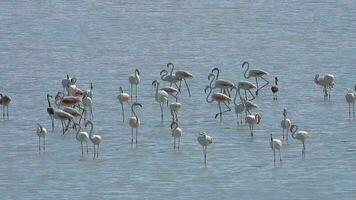 wild flamingo vogelstand in een wetland meer in een echt natuurlijk leefgebied video