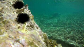 submarino de un cubierto de musgo mar con erizo de mar, erizo de mar y pilluelo en natural ecosistema video