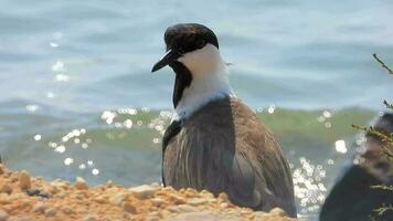 A Lapwing Bird in its Natural Habitat Near the Water video
