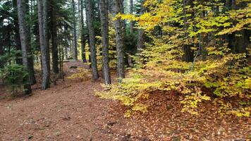 filmische geel droog bladeren in natuurlijk herfst Woud video