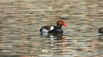 rosso crestato moriglione anatra uccello nuotare su lago acqua superficie nel natura video