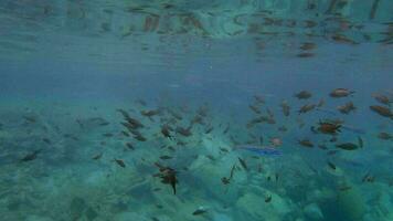 Puffer Fisch und Damselfish unter Wasser im Meer video