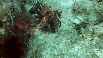 pesce leone nel suo naturale ambiente nel subacqueo mare video