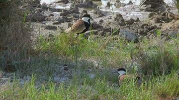 Parents And Baby Chicks in The Lapwing Birds Family video