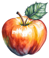 Watercolor red apple isolated on white background. png