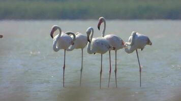 selvaggio fenicottero uccelli nel un' zone umide lago nel un' vero naturale habitat video